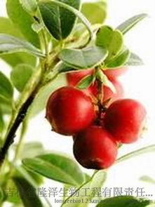 天然速溶蔓越橘粉——厂价直销，品质卓越